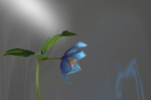 reflections in blue